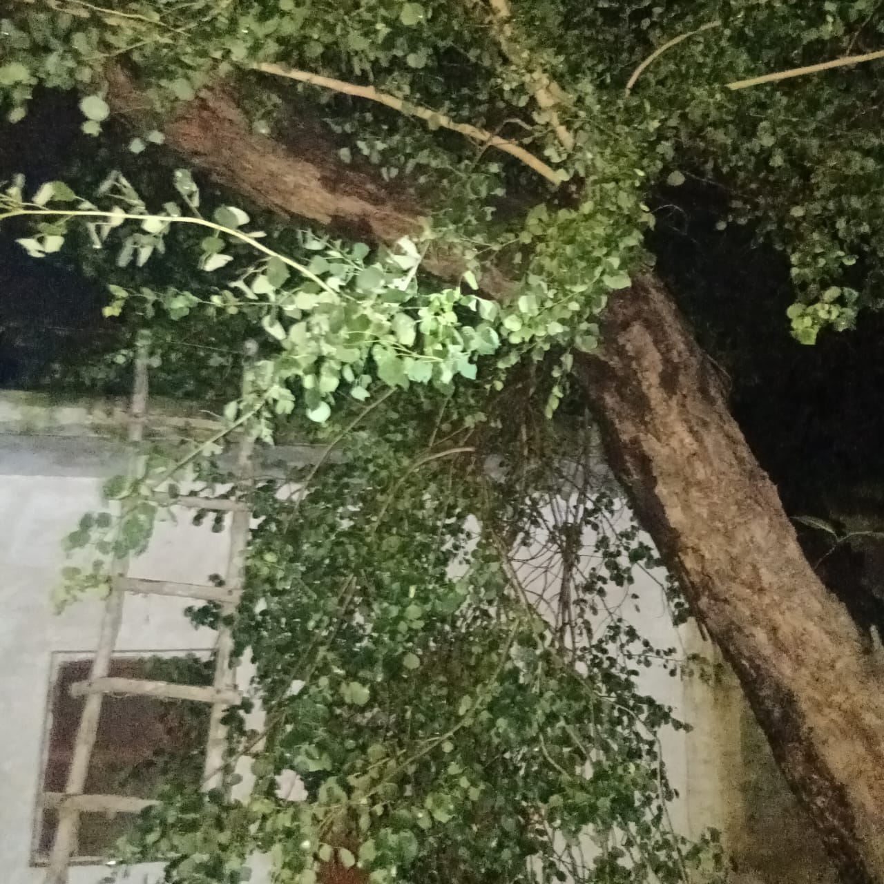 banthara-lucknow-shisham-ped-girne-se-mahila-ghayal-ghar-kshatigrast.jpg