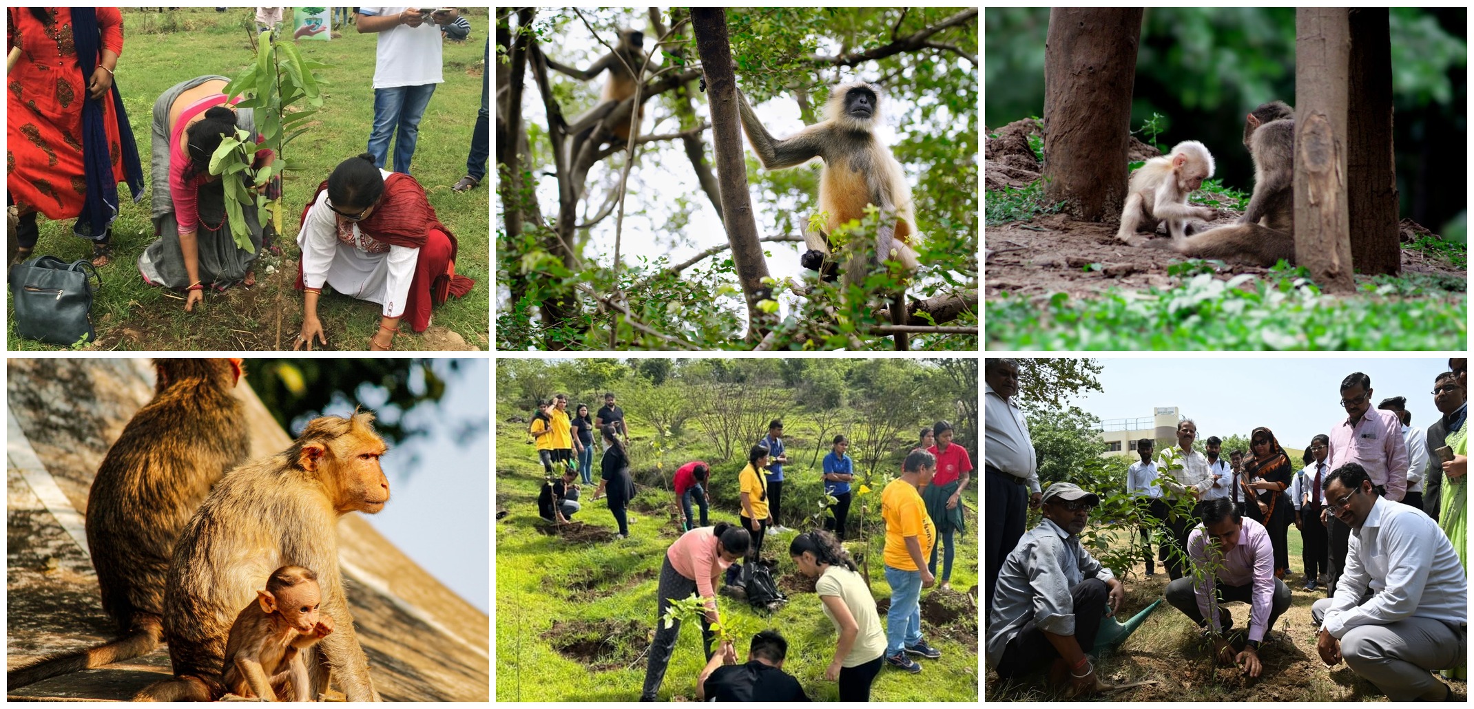 kapi-van-tree-plantation-collage.jpg